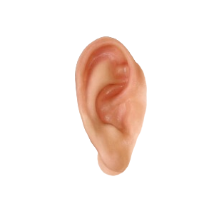 Ear
