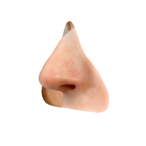Nose
